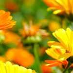 Marigold, Calendula: sowing, planting, cultivation