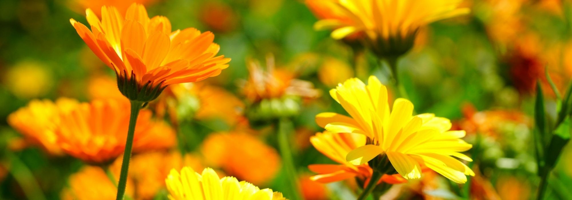 Marigold, Calendula: sowing, planting, cultivation