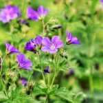 10 perennials that shoot quickly for immediate effect