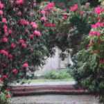 10 bushes to grow in acidic soil