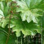 10 graphic perennial plants and bulbs for a modern and original garden