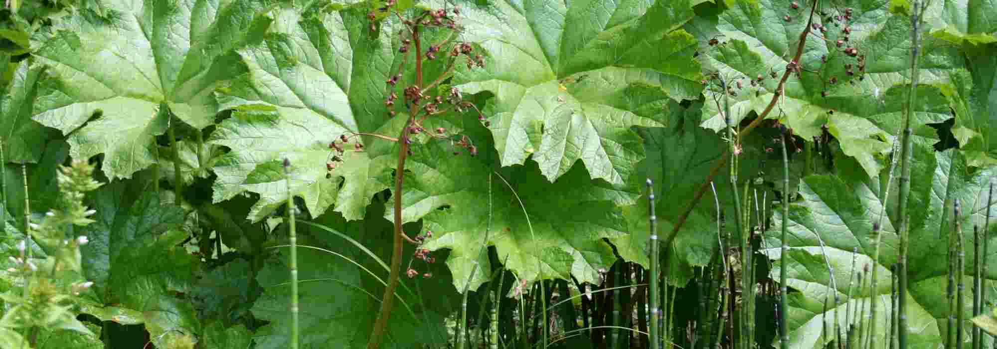 10 graphic perennial plants and bulbs for a modern and original garden