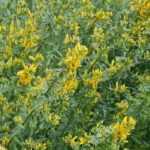 12 tinctorial plants for plant-based dyes