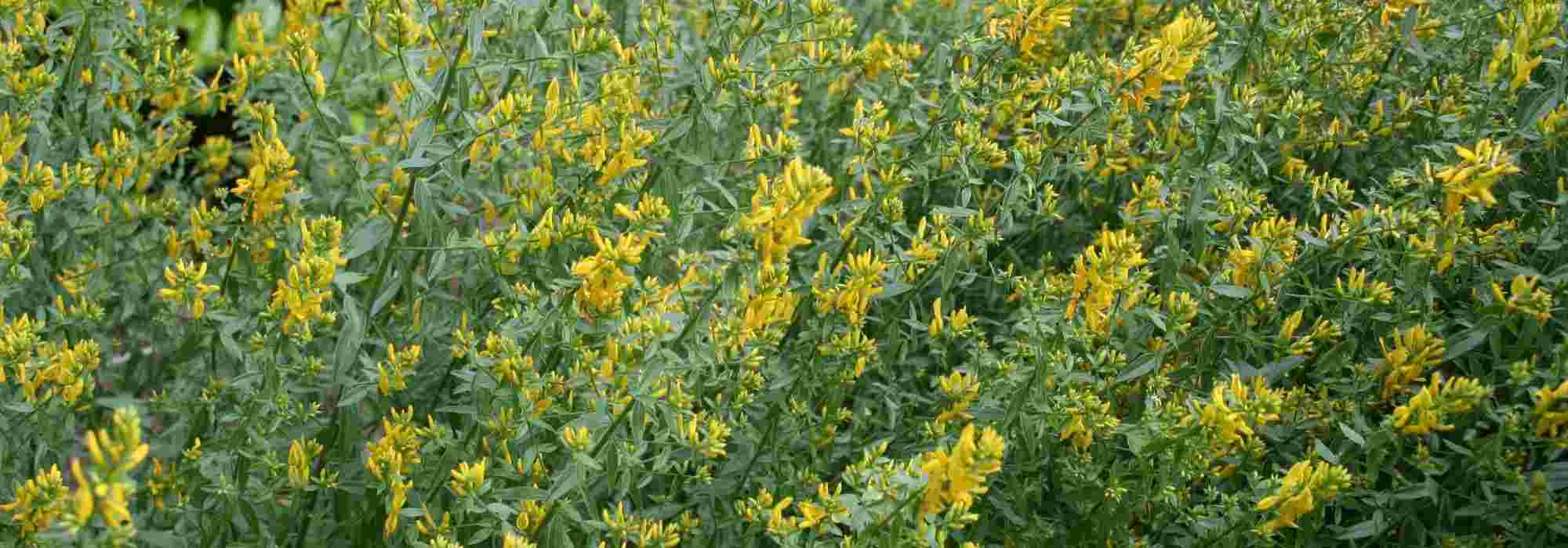 12 tinctorial plants for plant-based dyes