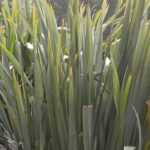 12 giant and imposing perennial plants