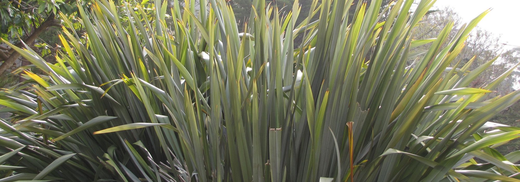 12 giant and imposing perennial plants