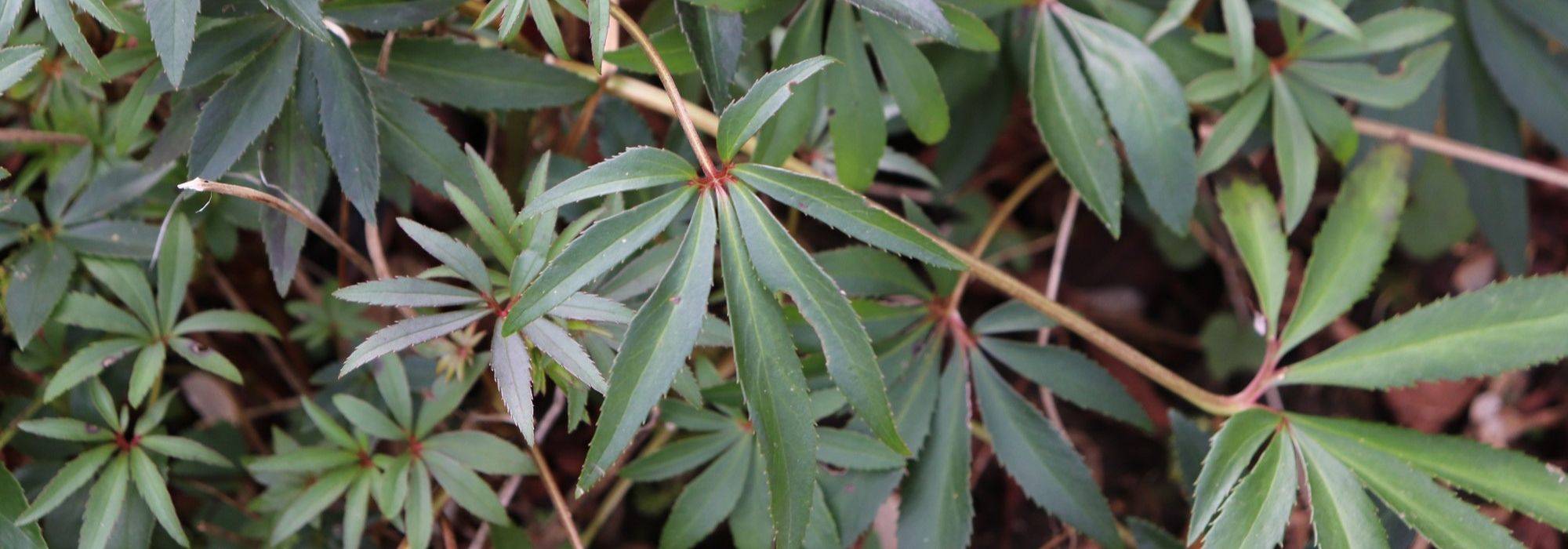 7 evergreen perennials to include in the garden