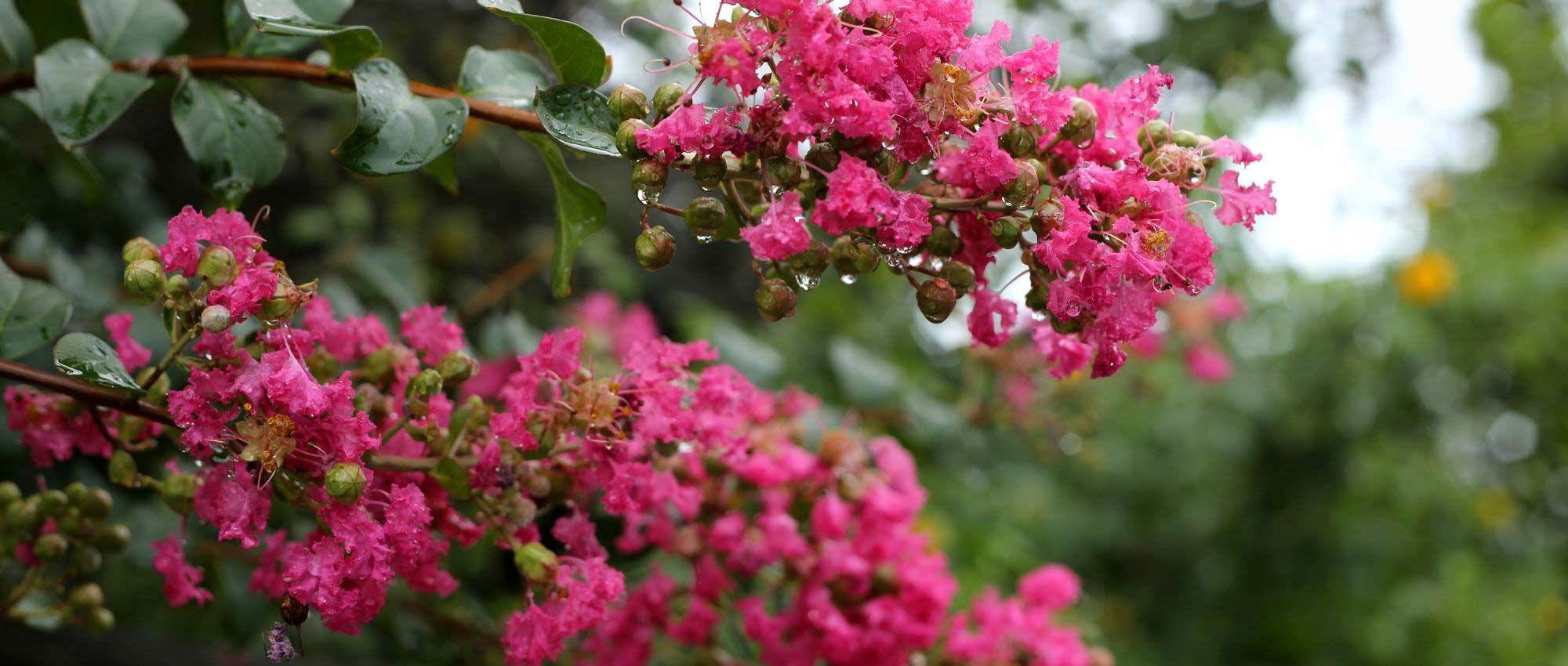 Crepe myrtle, Lagertstroemia : 6 ideas for successful pairings!