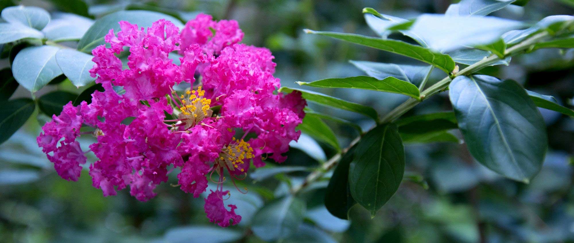 Crape myrtle, Lagerstroemia: 6 dwarf varieties perfect for growing in pots