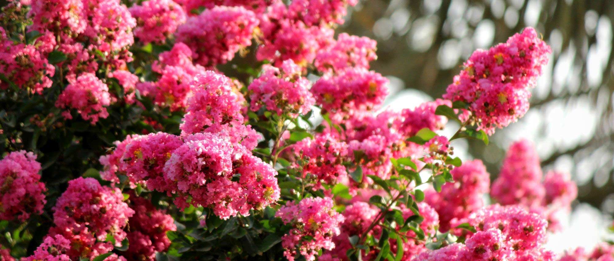 Crepe myrtle, Lagerstroemia : which variety to choose?