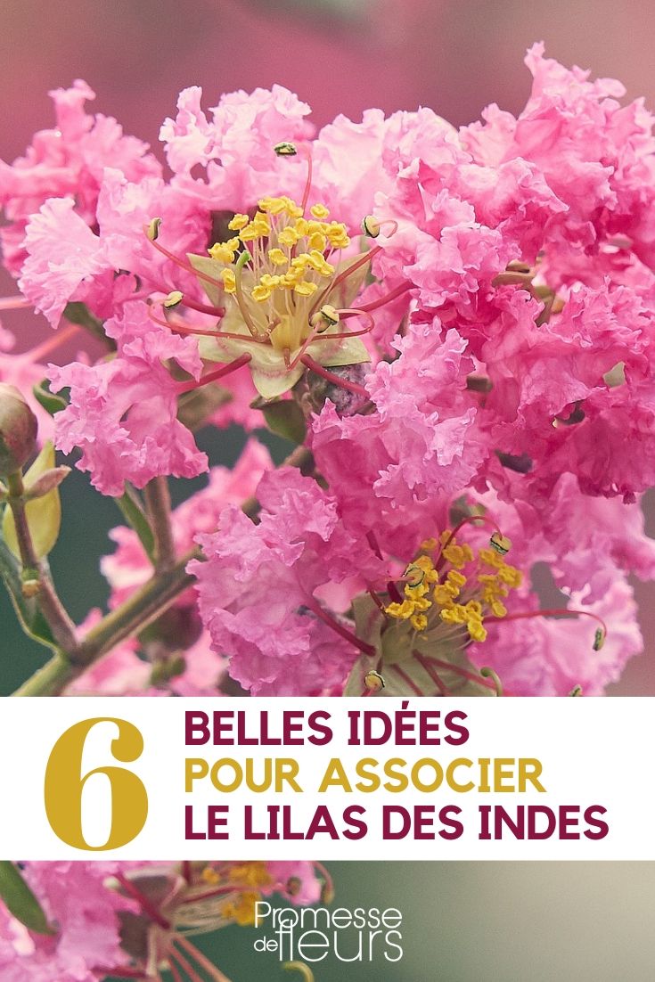 Lagerstroemia: Ideas for Pairing it in the Garden