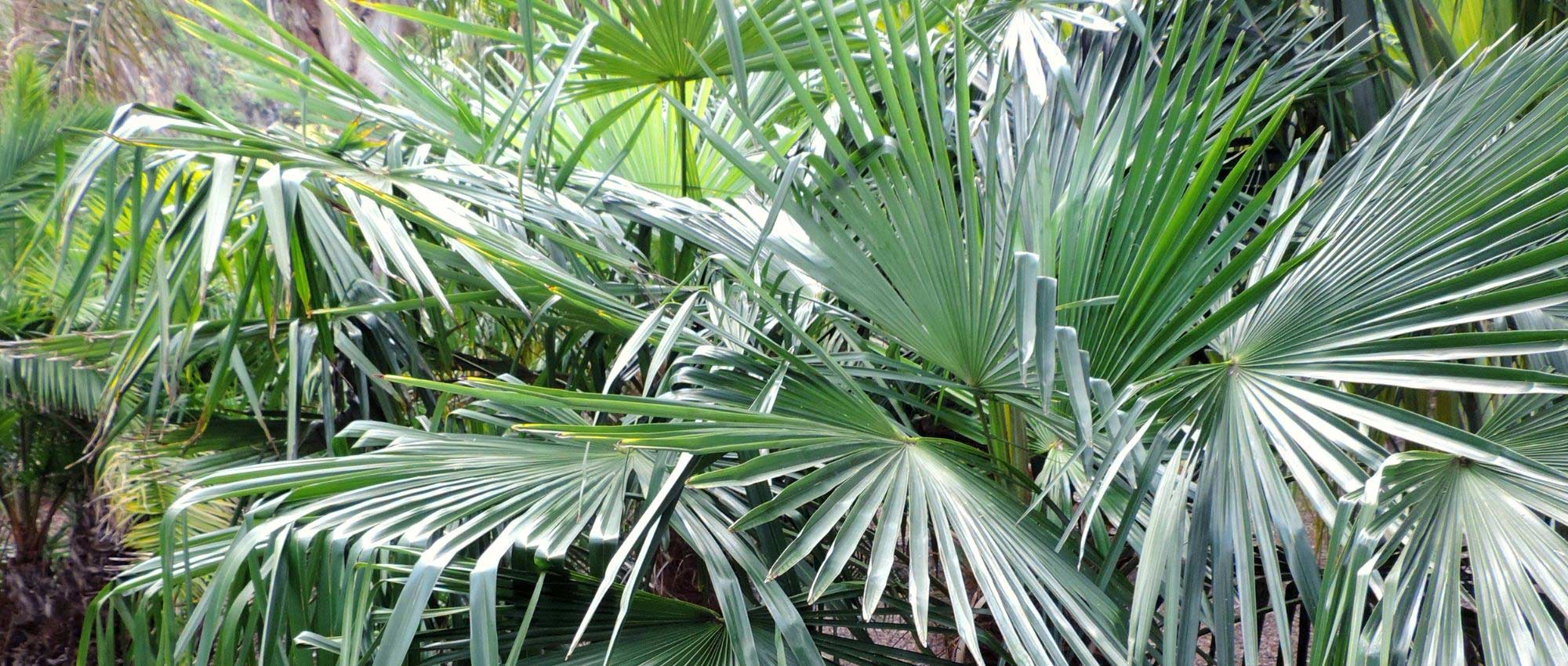 Trachycarpus, Chusan palm: planting, growing and care