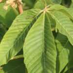 10 bushes or small trees for heavy, wet soil