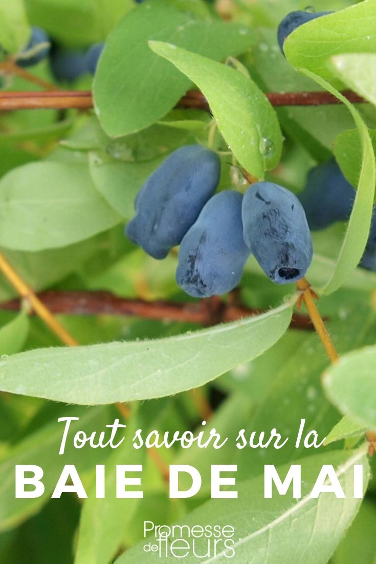 Everything You Need to Know About Lonicera kamtschatica

Lonicera kamtschatica, commonly known as the honeyberry, is a remarkable plant that deserves a spot in any garden. This hardy shrub not only offers attractive foliage and fragrant flowers, but it also produces delicious, antioxidant-rich berries. In this article, we'll delve into the essentials of cultivating Lonicera kamtschatica, ensuring you can enjoy both its beauty and its bounty.

### Plant Profile

**Botanical Name:** Lonicera kamtschatica  
**Common Name:** Honeyberry

### Growing Conditions

Honeyberries are incredibly resilient and can thrive in a range of climatic conditions. They prefer well-drained, loamy soil and benefit from a sunny or partially shaded location. To ensure optimal growth and fruit production, consider planting them in a spot that receives at least six hours of sunlight daily.

### Planting Tips

When planting honeyberries, it's crucial to consider their need for cross-pollination. Planting at least two different varieties close to each other can significantly enhance berry production. Space the plants about 1.5 to 2 meters apart to allow for ample growth and air circulation.

### Care and Maintenance

Honeyberries are low-maintenance once established. Regular watering during dry periods will help maintain soil moisture levels, which is vital for healthy growth and fruiting. An annual application of a balanced fertilizer can also promote vigorous growth and a bountiful harvest.

### Pruning

Pruning should be done immediately after fruiting to maintain an open, vigorous framework. Remove any dead or overcrowded branches to encourage new growth and improve air circulation, which can help prevent disease.

### Harvesting

The berries are ready to harvest in early summer, turning a deep blue when fully ripe. They can be enjoyed fresh, or used in jams, desserts, and other culinary creations.

### Conclusion

Lonicera kamtschatica is not only a visually appealing addition to your garden but also a valuable source of nutrition. With minimal care, you can enjoy both the sight and taste of this wonderful plant. Whether you're a seasoned gardener or a beginner, the honeyberry is a rewarding choice for any green space.