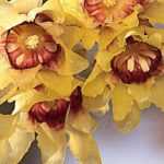 Chimonanthe, Chimonanthus praecox<em> </em>: planting, cultivation, pruning