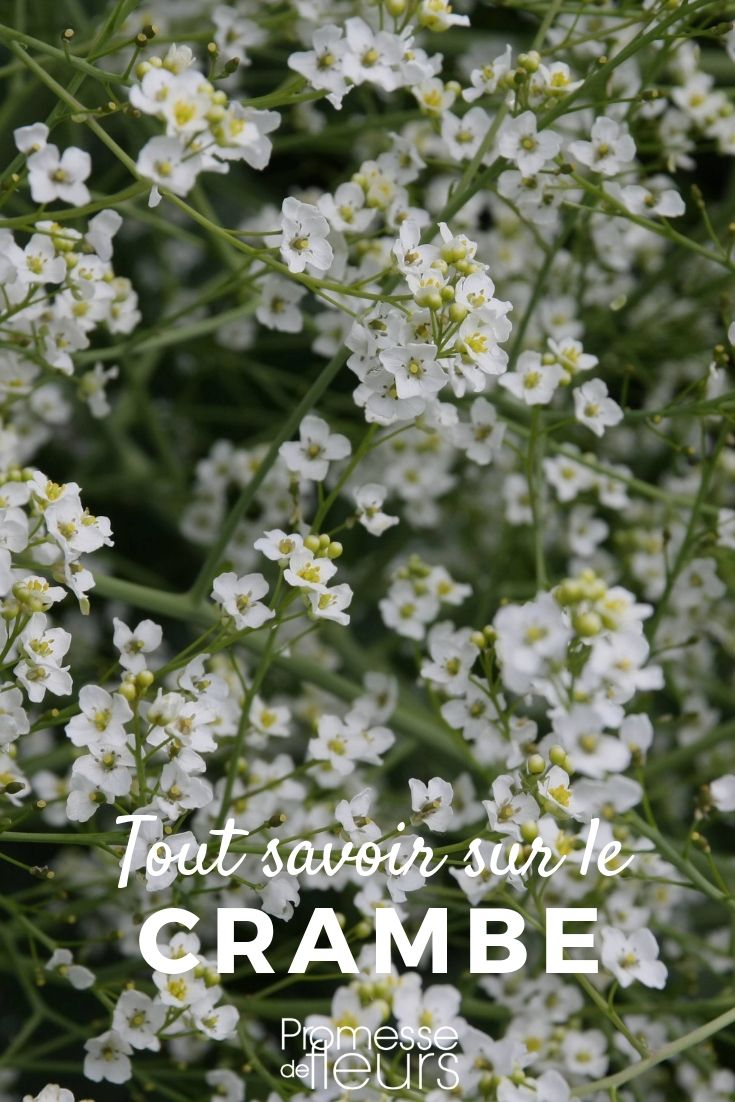 Sea Kale: Everything You Need to Know

Sea Kale, scientifically known as Crambe maritima, is a remarkable plant that thrives along the coasts of Europe. This perennial is not only admired for its ornamental qualities but also valued in the culinary world for its delicious shoots.

### Characteristics of Sea Kale

Sea Kale is a robust plant that forms a low clump of wavy, blue-green leaves. During the spring, it produces white, honey-scented flowers, which are not only a visual treat but also attract a host of pollinators. This plant is particularly resilient, capable of withstanding salty sea winds and poor soil conditions.

### Cultivation Tips

To grow Sea Kale successfully, choose a sunny spot with well-drained soil. Although it tolerates poor soils, a little compost or well-rotted manure can encourage better growth. Sea Kale is drought-resistant once established, making it a low-maintenance choice for coastal gardens.

### Culinary Uses

The young shoots of Sea Kale, often called "sea kale sprouts," are a spring delicacy. They can be blanched and served with a drizzle of butter or hollandaise sauce. The flavor is similar to asparagus, with a distinct, slightly nutty taste.

### Environmental Benefits

Planting Sea Kale can also contribute to coastal ecosystem stability. Its deep root system helps prevent soil erosion, making it an excellent choice for gardeners looking to combine aesthetic appeal with environmental conservation.

In conclusion, whether you're a gardener interested in unique ornamental plants or a culinary enthusiast eager to explore new flavors, Sea Kale offers something for everyone. Its resilience, beauty, and flavor make it a worthy addition to diverse garden settings.