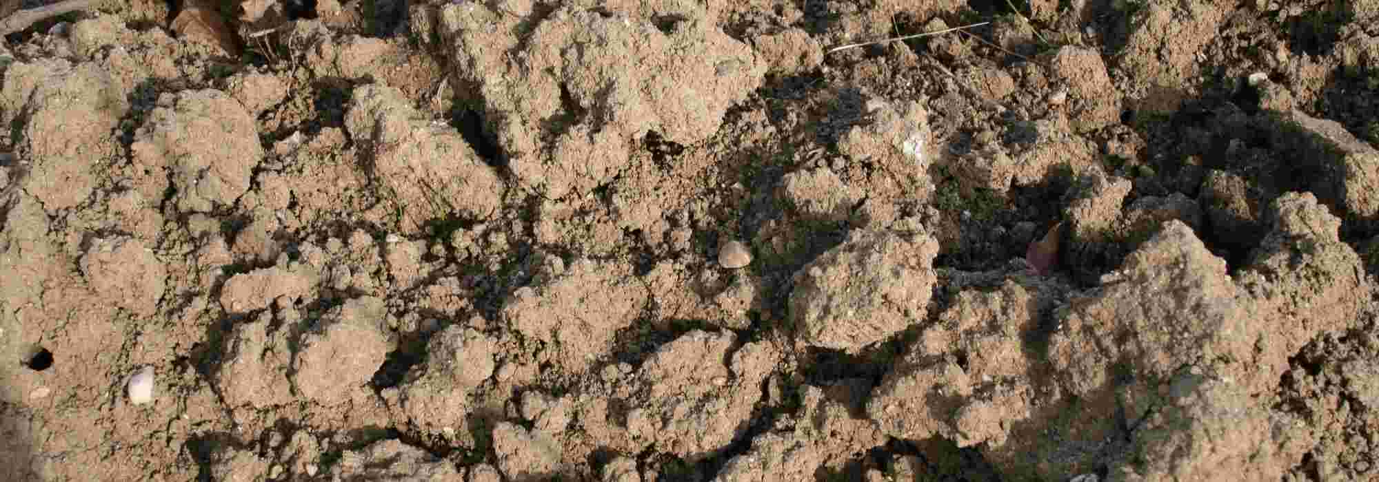Determine the texture of your soil: clayey, sandy, silty