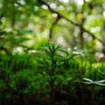 I've tried out a permaculture course for you