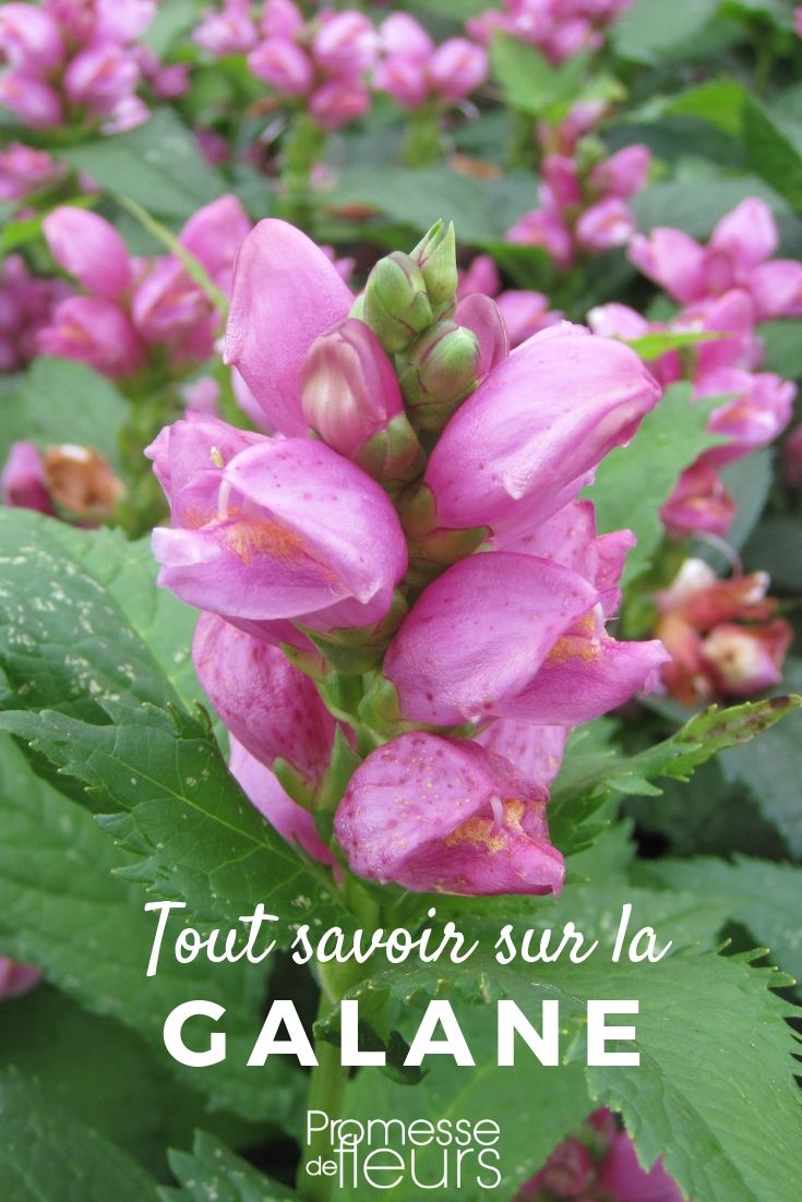 Galane, Chelone obliqua: Planting, Cultivating