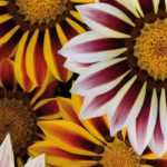 Gazania: sowing, planting and care