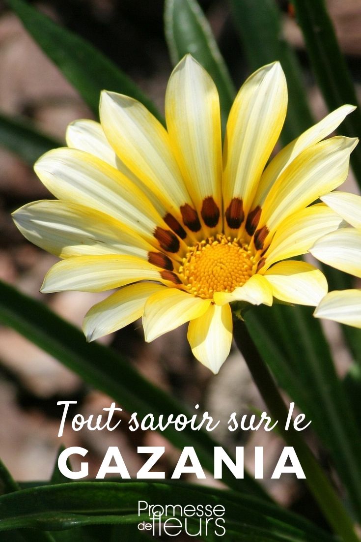 Planting, Sowing, and Maintaining Gazanias

Gazanias, with their vibrant and colourful blooms, are a splendid addition to any garden. Whether you're a seasoned gardener or just starting out, understanding the proper techniques for planting, sowing, and maintaining these young plants is essential for a flourishing display.

**Planting Gazanias**
To plant gazanias, choose a location that benefits from full sunlight as these young plants thrive in bright conditions. Ensure the soil is well-drained; sandy soils are ideal. Plant the gazanias at a distance of about 20-30 cm apart to give each young plant enough space to grow.

**Sowing Gazanias**
If you prefer to start your gazanias from seeds, begin by sowing indoors about 6-8 weeks before the last expected frost. Use a light, well-draining seed starting mix and place the seeds on the surface, gently pressing them into the soil. Keep the soil moist but not waterlogged, and provide plenty of light once the seeds germinate.

**Maintaining Gazanias**
Gazanias are relatively low-maintenance. Water the young plants regularly, especially during prolonged dry spells, but be careful not to overwater. Deadheading spent flowers will encourage more blooms. In colder climates, mulching around the plants can help protect the roots from freezing temperatures.

By following these simple steps, you can enjoy the dazzling beauty of gazanias throughout the growing season. Happy gardening!