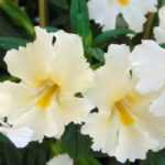 Mimulus, Monkey flower: planting and care