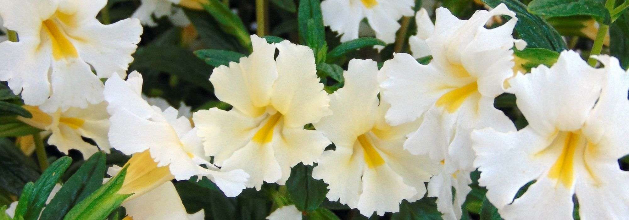 Mimulus, Monkey flower: planting and care