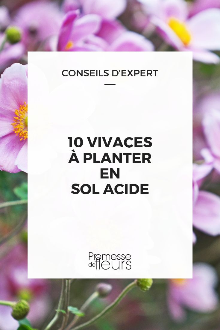 Perennials for Acidic Soil