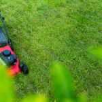 Lawn replacement: ideas and solutions