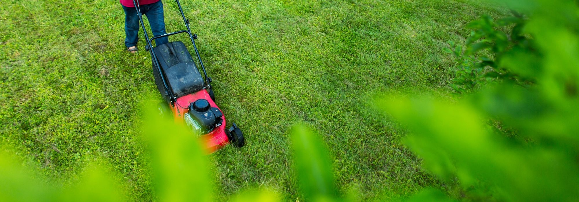 Lawn replacement: ideas and solutions