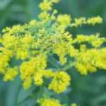 Solidago, Goldenrod: planting, growing, care