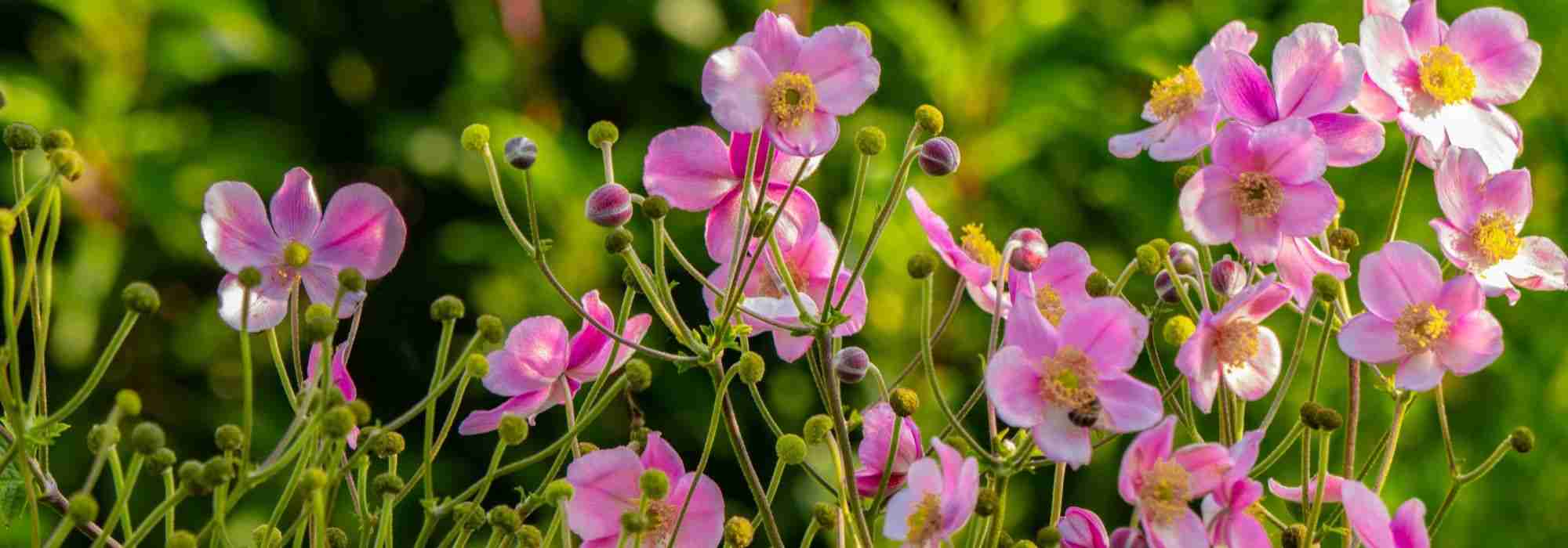 10 perennials to grow in acidic soil