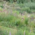 10 emblematic perennial plants for naturalistic gardens