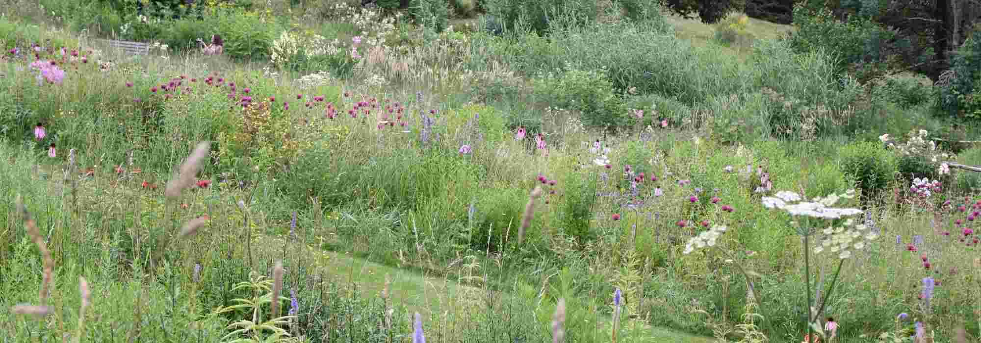10 emblematic perennial plants for naturalistic gardens