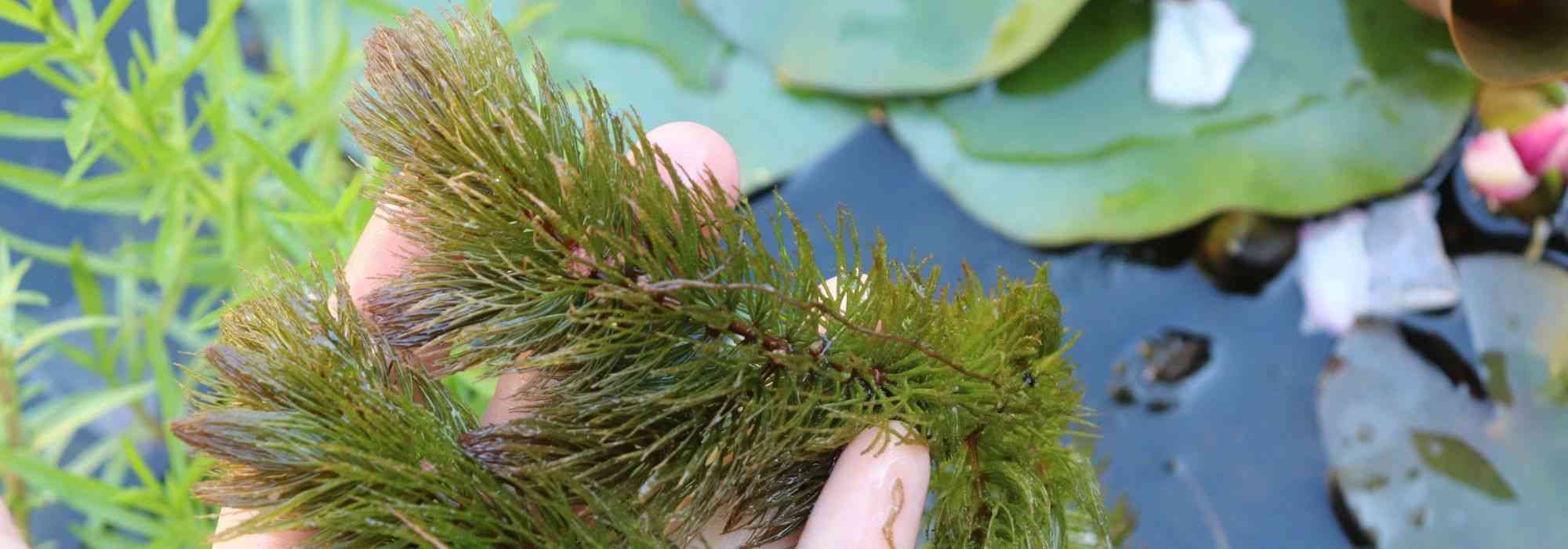 8 oxygenating aquatic plants for ponds or pools