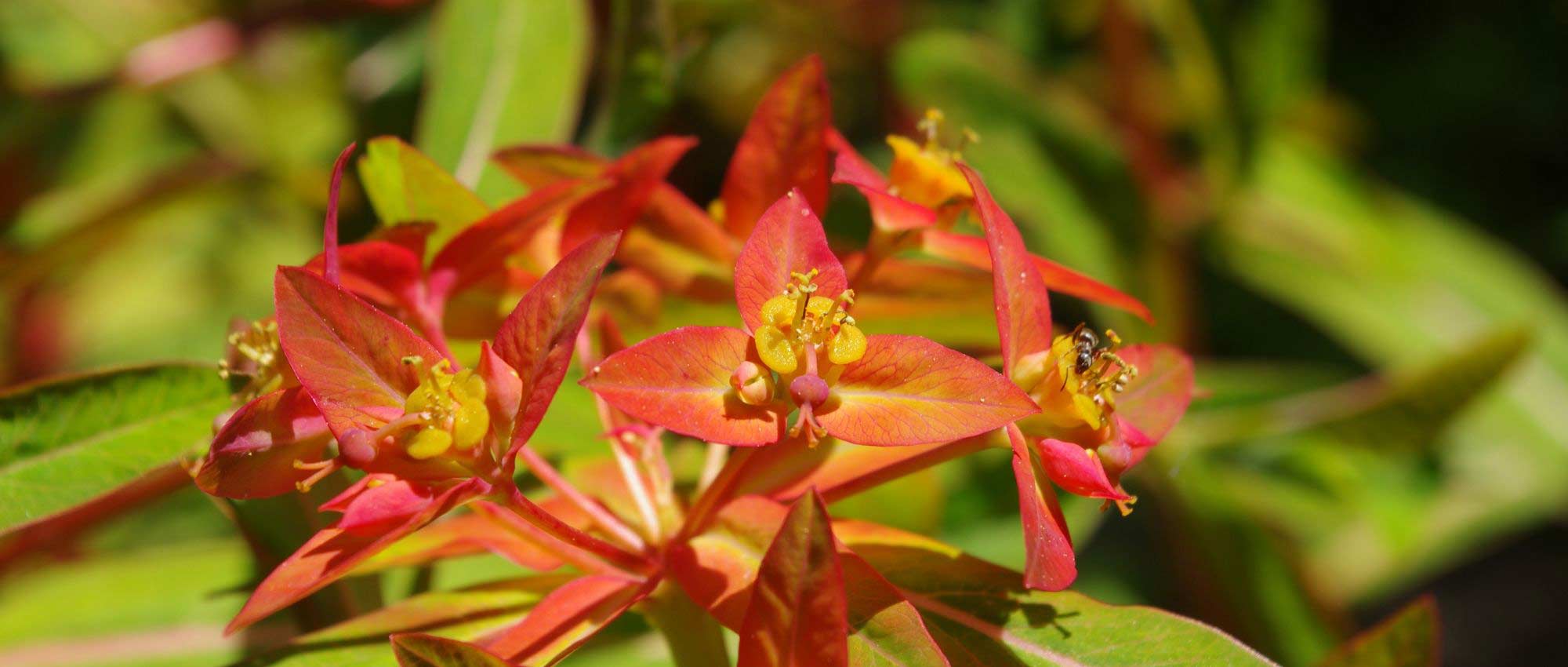 Euphorbias: which variety to choose?