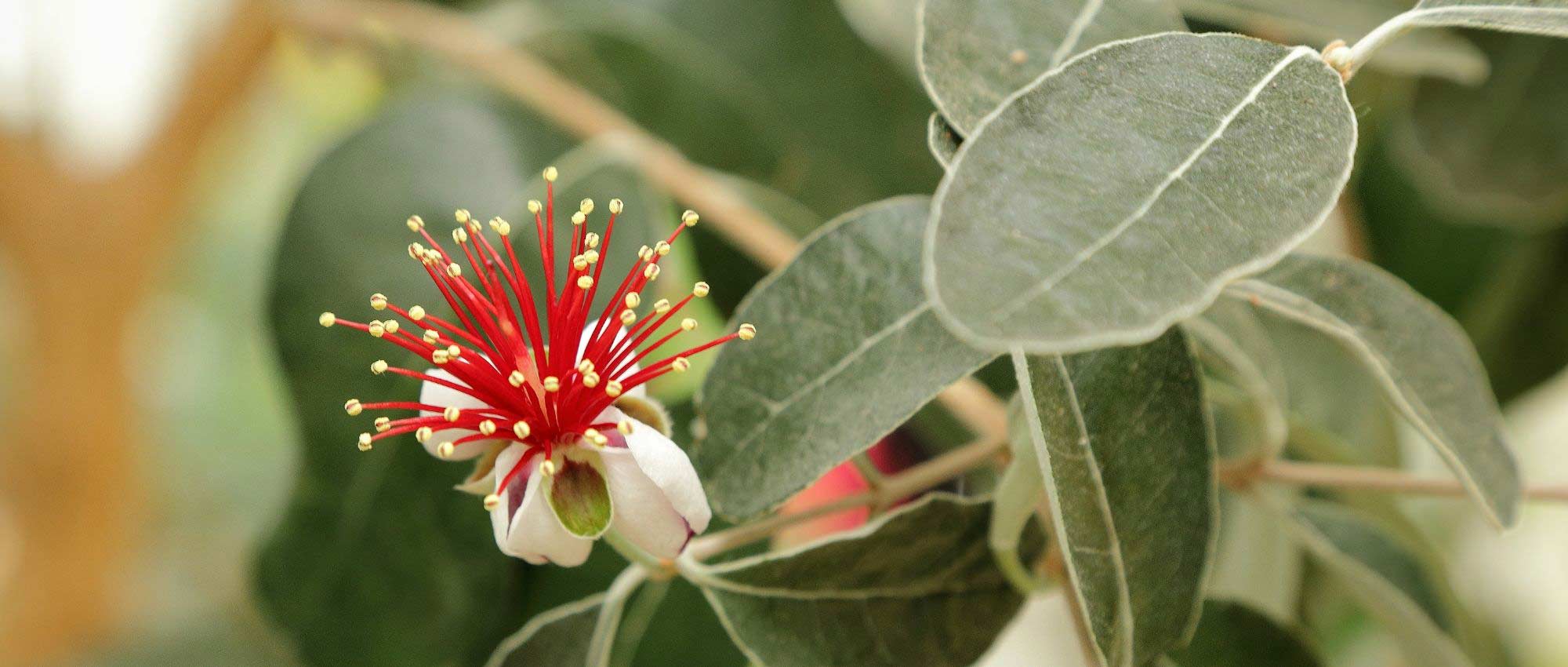 Feijoa sellowiana, pineapple guava: planting, growing and harvesting