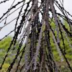 Pseudopanax: planting, cultivation and care