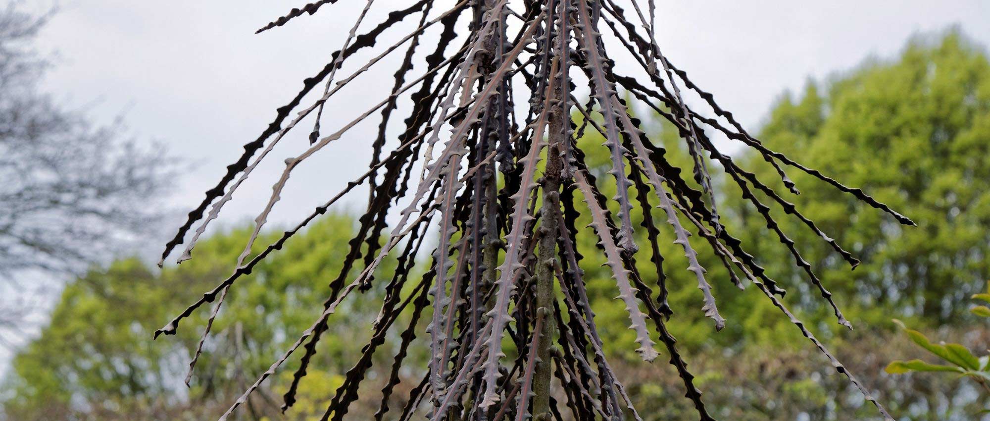 Pseudopanax: planting, cultivation and care