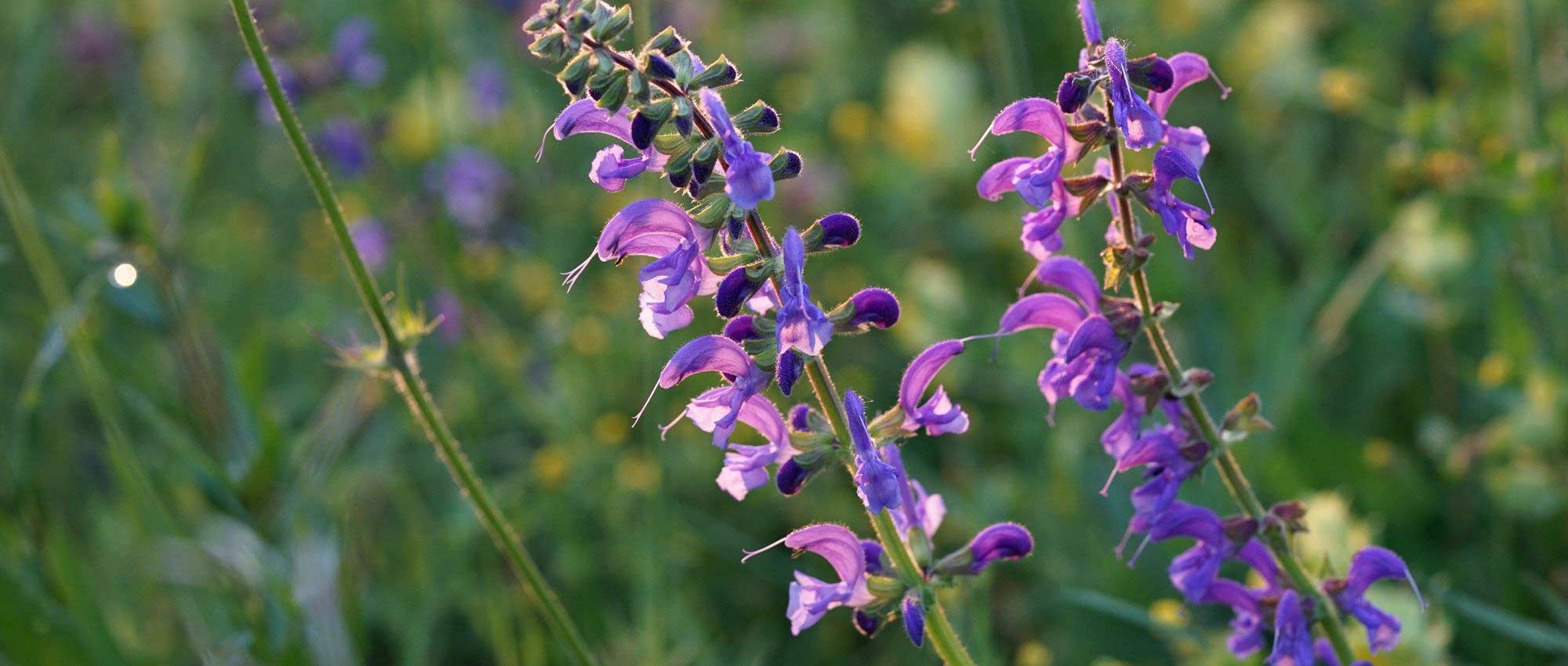 Sage: 7 ideas for successful companion planting