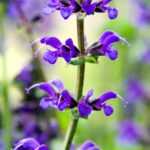 Sages: which varieties to choose?