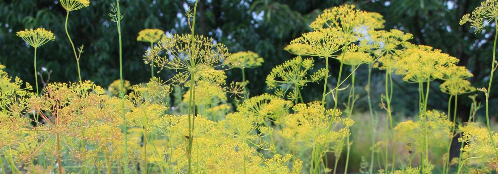 Dill: sowing, planting, benefits