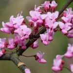 Trees with flowers: 7 essentials for the garden