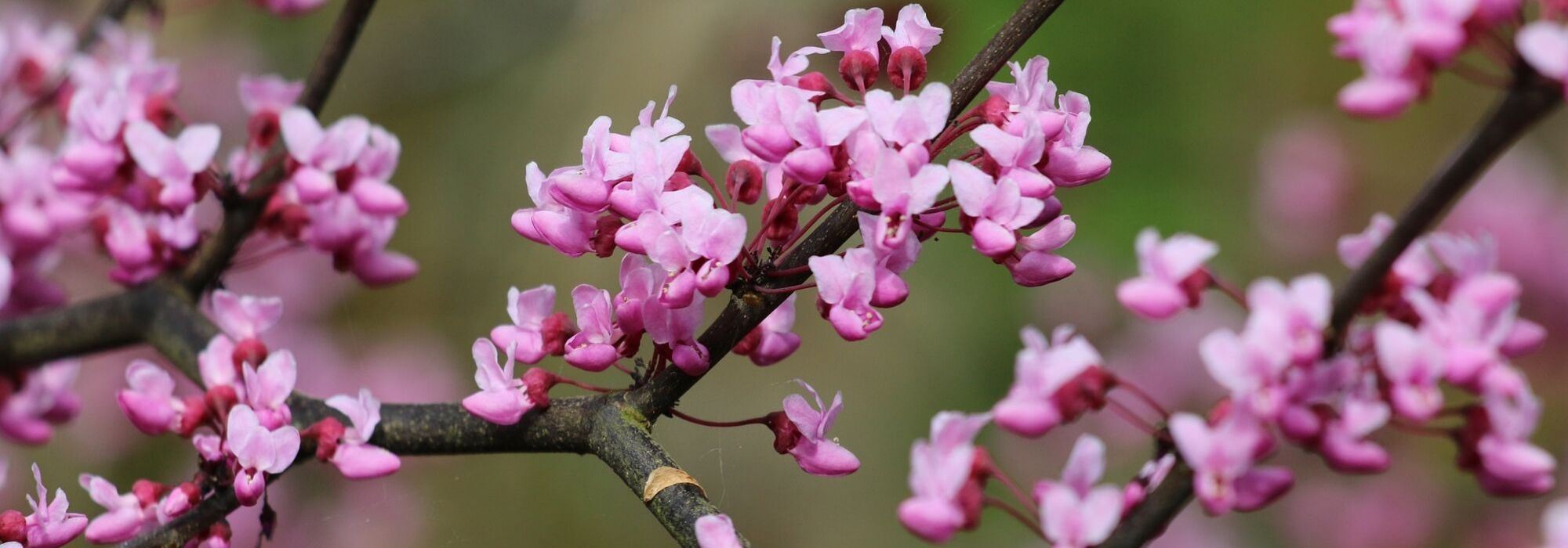 Trees with flowers: 7 essentials for the garden