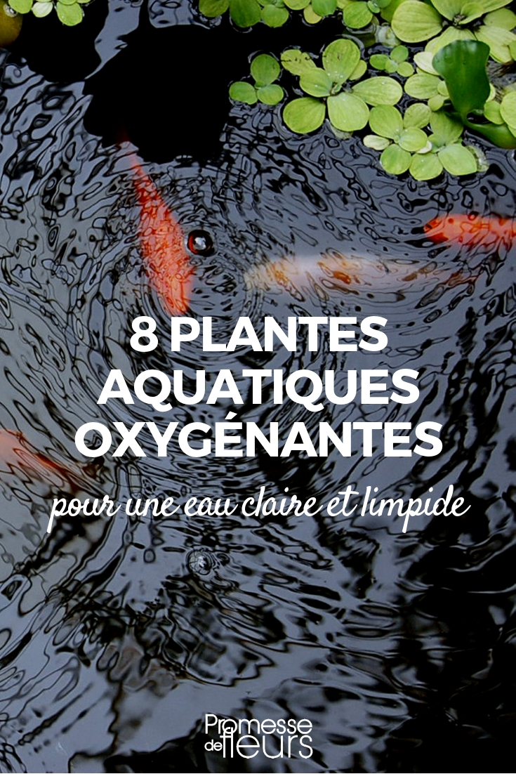 Oxygenating Young Plants for Ponds