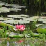 Choosing aquatic plants for a pond or a basin