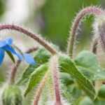 Borage: sowing, harvest, benefits