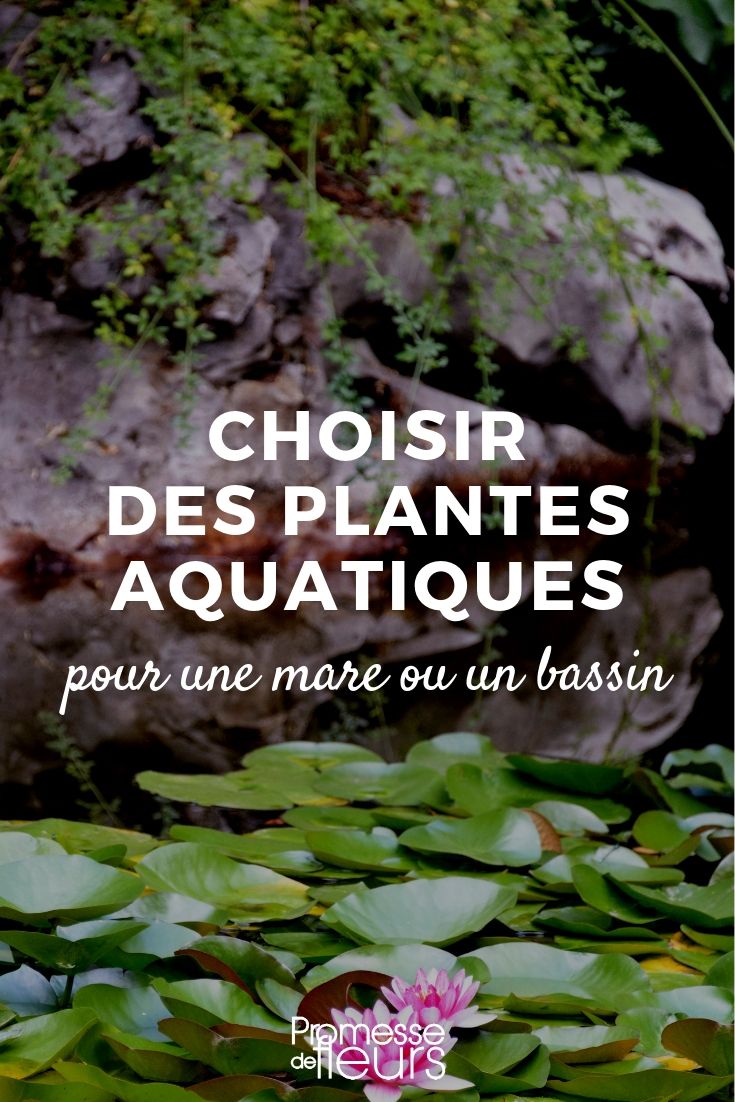Aquatic Plants: Which Ones to Choose for a Pond or Pool