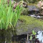Creating a natural pond in your garden