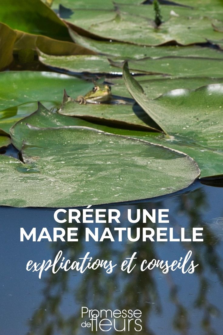 Natural Pond: How to Create and Arrange It